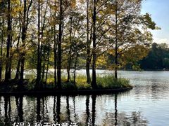 -上海共青森林公园