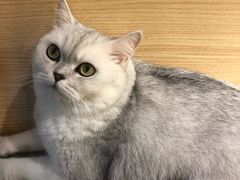 -猫和宫(六道口店)