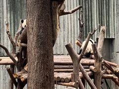 -成都大熊猫繁育研究基地