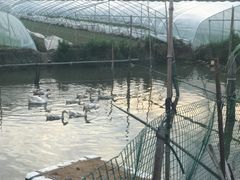 -南汇新场正宗水蜜桃采摘