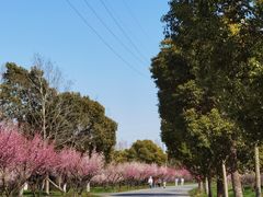 -上海海湾国家森林公园