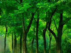 -永定河休闲森林公园