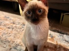 -创凡宠物医院·骨专科  猫科中心(西乡分院)