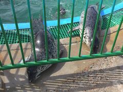 -北戴河圣蓝海洋公园