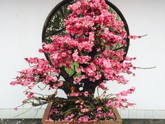 -香雪海
