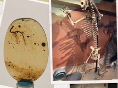 -正佳自然科学博物馆