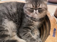 -滚猫咖啡·猫咖·猫友好撸猫(未来城店)
