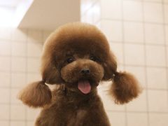 美容师修剪贵宾泰迪日系造型&nbsp;辫子装-诺比宠物医院心脏内科·泌尿肾内外科·骨科急重症