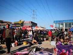 -中环花鸟鱼虫市场