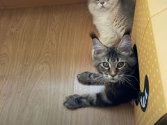 -猫大福·Fortune Cat猫舍(百子湾店)