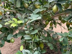 -南通洲际绿博园