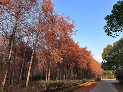 -上海海湾国家森林公园