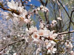 -桃花堤公园