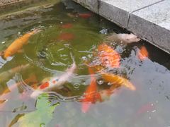 -阿细汉菜(本地盐帮菜名店)