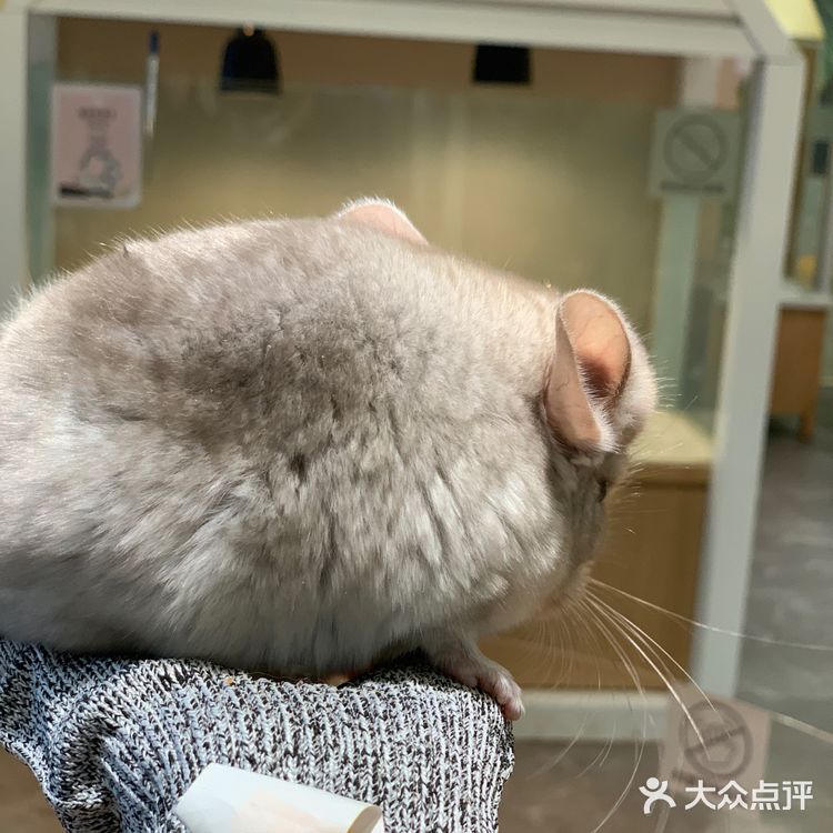 福田萌宠店｜性价比高，周末快来rua它们