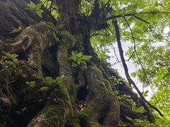 -山王坪喀斯特国家生态公园