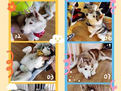 -Husky Go! 哈士奇体验馆·宠物咖啡厅狗咖