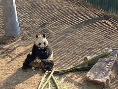 -沈阳森林动物园