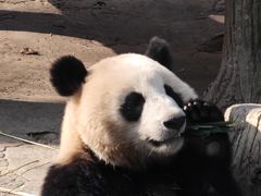 -都江堰中华大熊猫苑