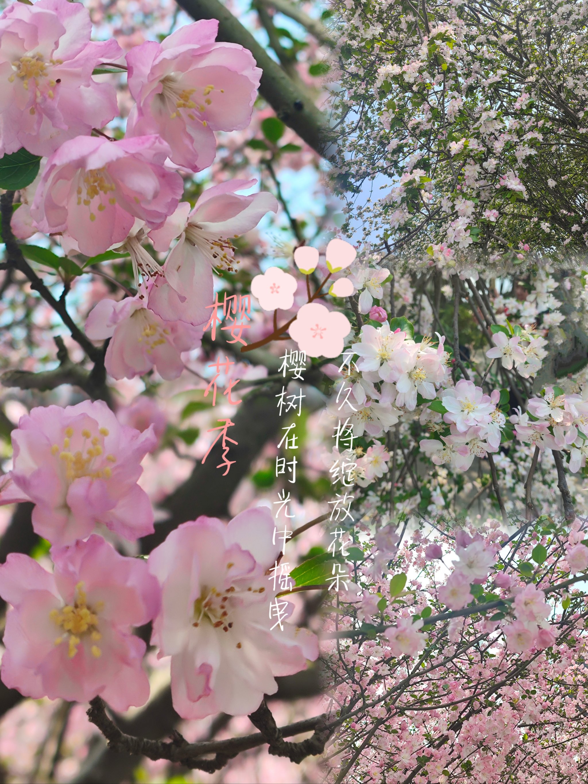 长沙月湖公园樱花图片