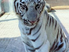 -西霞口神雕山野生动物世界