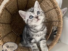 -喵zoo家庭繁育猫舍(尖东智能花园店)