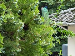 -杭州千岛湖开元度假村