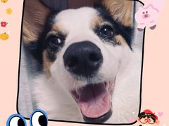 -芭比堂动物医院广州顽皮分院