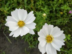 -红山村
