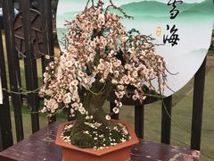 -香雪海