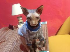 -猫色咖啡·猫咖