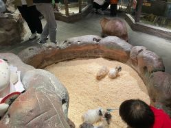 -造物庄园 萌宠纪(苏州湾歌林公园店)