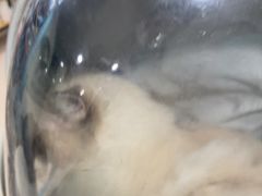 -佳雯宠物医院·皮肤科·内外科(春晓路分院)