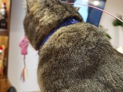 -喵园·猫主题咖啡厅·撸猫·猫咖(国贸店)