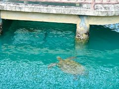 -广东惠东海龟国家级自然保护区