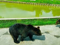 -上海野生动物园