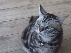 iphone_upload_pic-海边的猫和咖啡馆