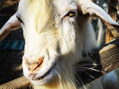 -北京鹿世界主题园