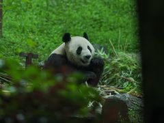 -都江堰中华大熊猫苑