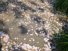 -嘉定紫藤园