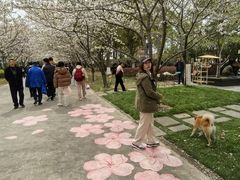 -高东镇樱花园