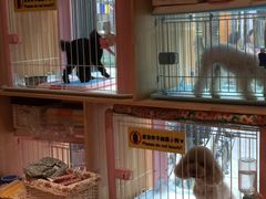 -爱宠屋pet shop·宠物洗澡·宠物美容