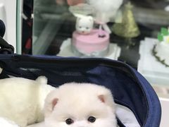 博美美容-BABYDOG宝贝狗宠物乐园(欧洲城店)