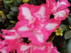 -龙大花卉苗木市场