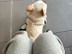 -爱侣宠医·鹦鹉专科·小型哺乳类·异宠专科(灵石路店)