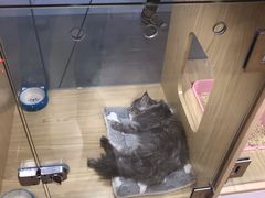 -屋虎猫馆(宝安大仟里店)
