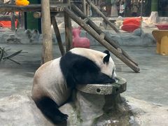 -栾川竹海野生动物园