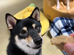 -逗柴咖啡屋·狗咖猫咖宠物桌游