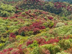 -贵州百里杜鹃风景名胜区