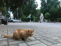 -山东大学(洪家楼校区)